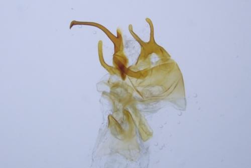 Réf. 317 738 : Cilix glaucata